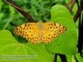 /album/beautiful-butterflies/butterfly-11-photograph-by-shantanu-kuveskar-jpg/